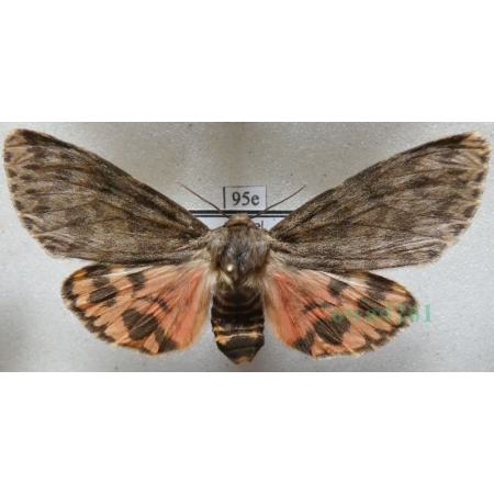 Olepa schleini Witt et al., 2005 female Isreal95e RARE!!!